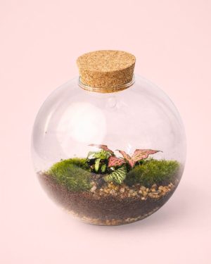 Terrario-Fittonia-Pared