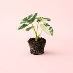 Alocasia-Frydek-Variegata-Mini