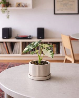 Alocasia-Frydek-Variegata-Mini-contexto