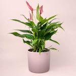 Anthurium-Lilly-Pink-maceta