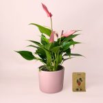 Anthurium-Lilly-Pink-semillas