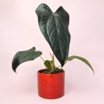 Anthurium-Queen-of-Hearts-M-maceta-roja