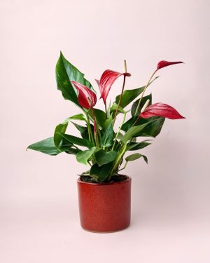 Anthurium Rojo con maceta