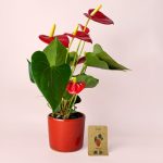 Anthurium-rojo-pack-semillas