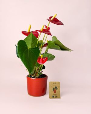 Anthurium-rojo-pack-semillas