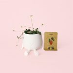Ceropegia Woodii- Happy-Pot-Blanca-pack