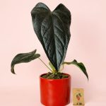 Anthurium-queen-m-maceta-plant-pill