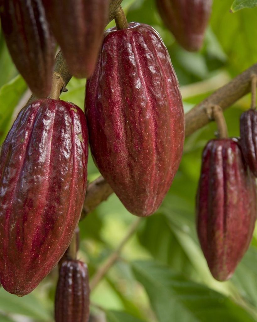 cacao fruto