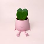 Hoya Kerrii Doble-Happy Pot rosa