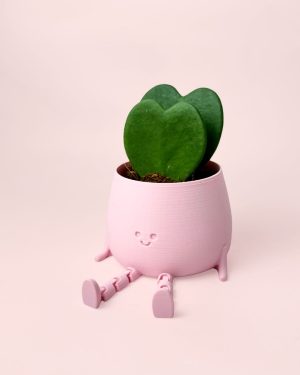 Hoya Kerrii Doble + Happy Pot rosa-vista