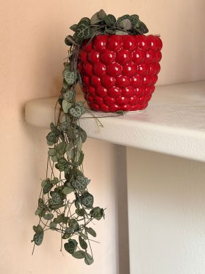 ceropegia woodii con maceta bubble roja