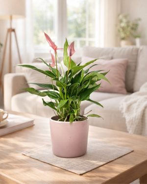 anthurium pink contexto