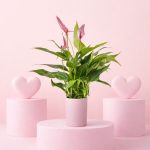 anthurium pink lilly + maceta rosa