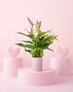 anthurium pink lilly + maceta rosa