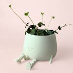 ceropegia-happy-pot-detail