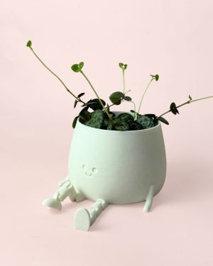 ceropegia-happy-pot-detail
