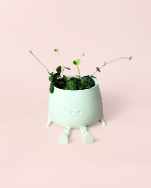 ceropegia-happy pot