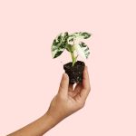 alocasia frydek variegada mini