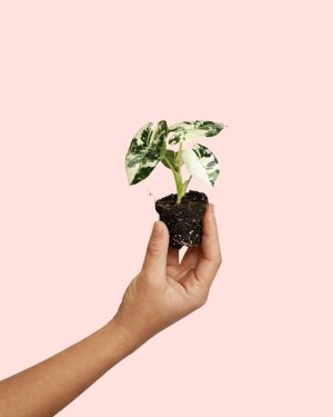 alocasia frydek variegada mini