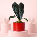 gift set anthurium queen of hearts