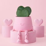 happy pot rosa con hoya kerrii doble