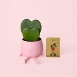 hoya-kerry-doble-happy-pot-semillas