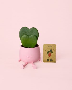 hoya-kerry-doble-happy-pot-semillas