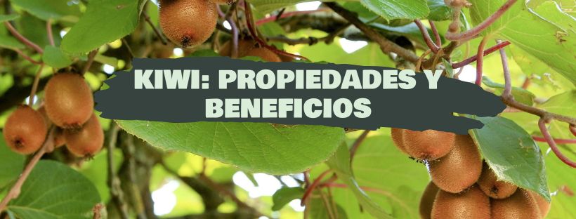 kiwi: propiedades y beneficios