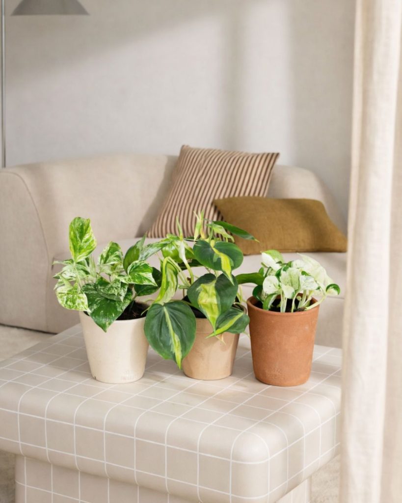 plantas por menos 10 euros