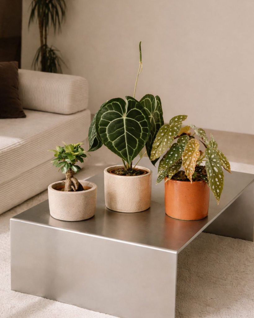 plantas por menos 20 euros