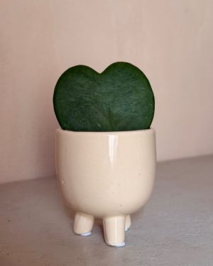 potit + hoya kerrii contexto