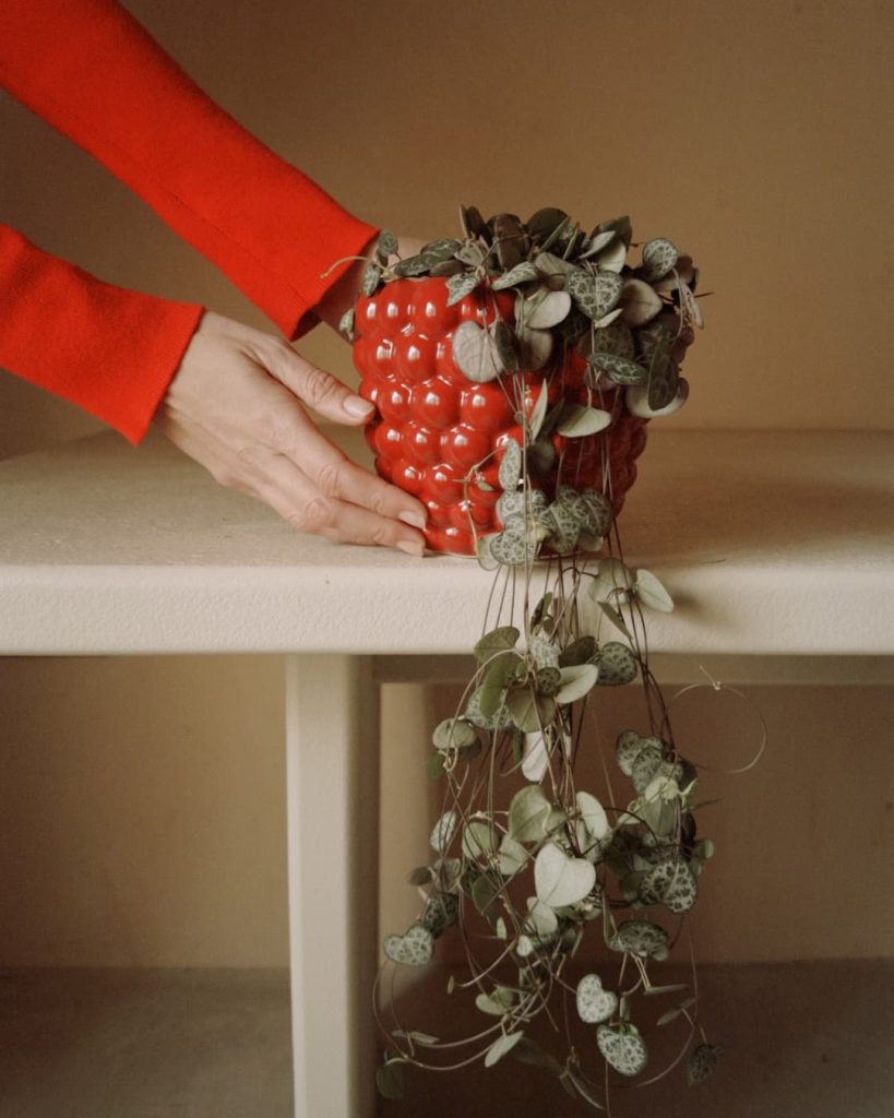 sanvalentin-elamorseriega-ceropegia woodii