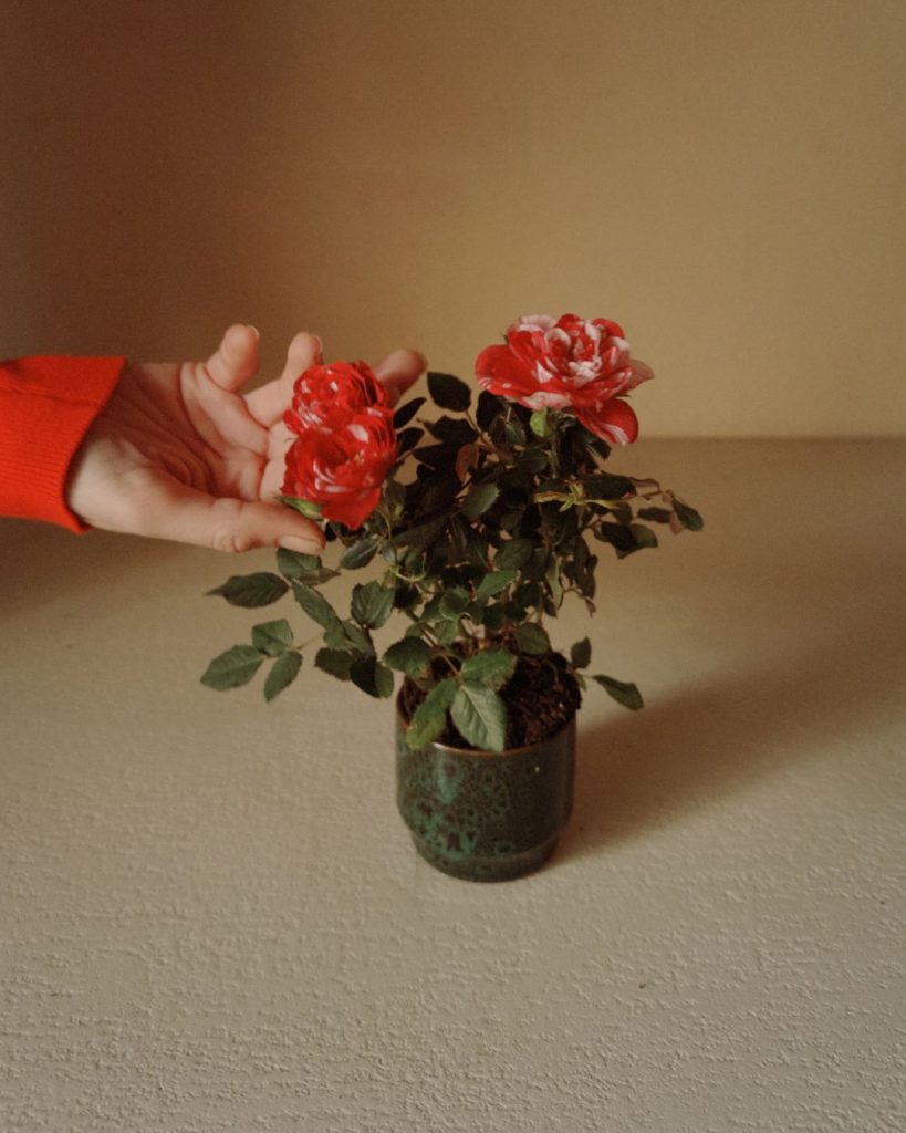 sanvalentin-elamorseriega-rosa