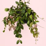 Aeschynatus-Mamoratus