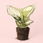 Aglaonema-blanca-m