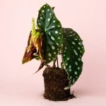Begonia-maculata-mega-dot-m