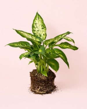 Dieffenbachia-Camille