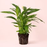 Espatifilo-Lirio-de-La-Paz