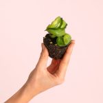 Hoya-carnosa-amarilla-mini-size