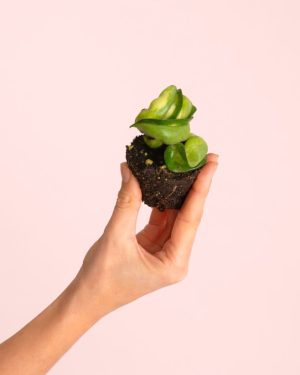 Hoya-carnosa-amarilla-mini-size