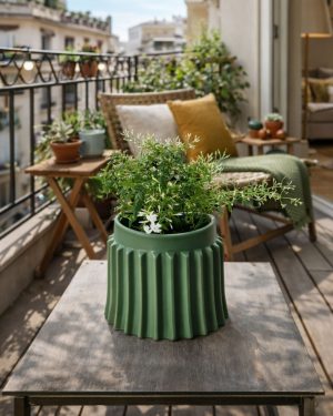 Jazmin-chino-contexto