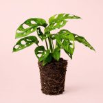 Monstera-Monkey-Mint