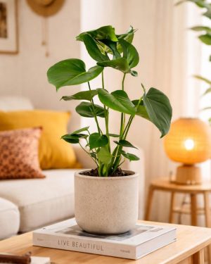 Monstera-deliciosa-contexto