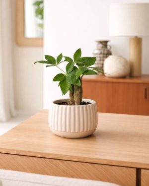 Pachira-Acuática-Mini-contexto