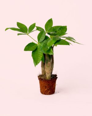 Pachira-Acuática-Mini-size