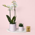 Pack-Orquidea-lila-claro