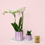 Pack-Orquidea-lila-oscuro