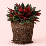 Peperomia-caperata-Rosso