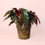 begonia black forest