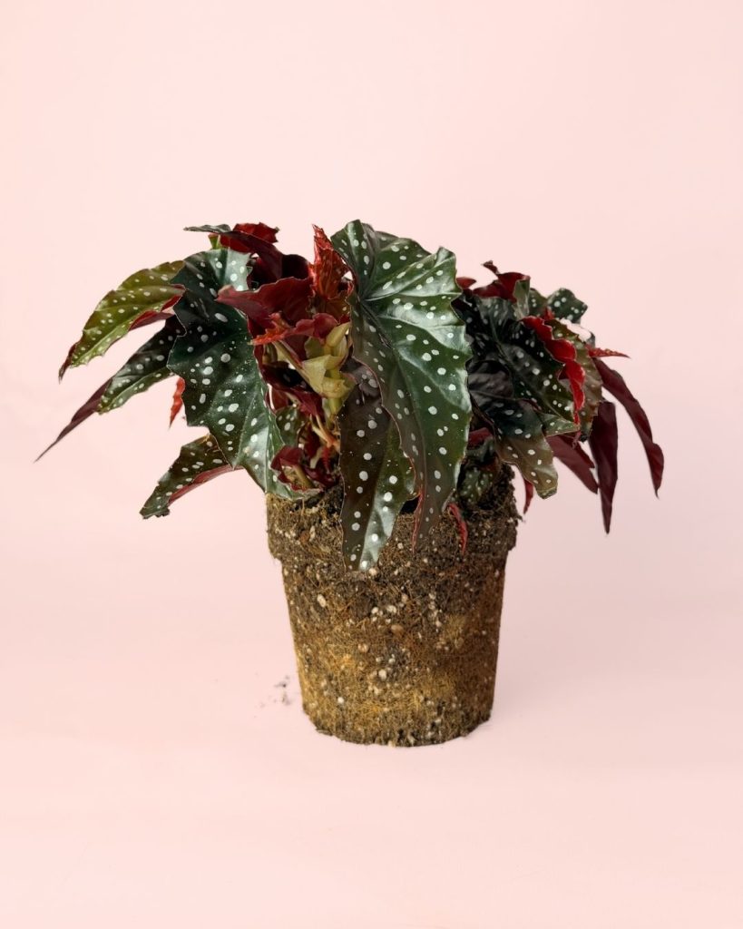 begonia black forest